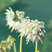 Allium cernuum 'White Dwarf'